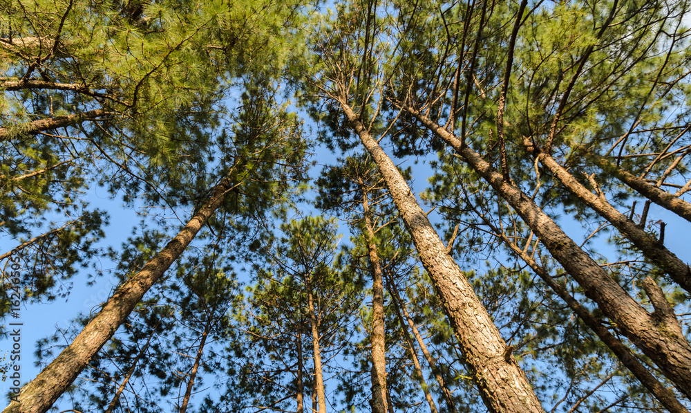 Fototapeta premium Looking up into treetops of pine forest to Conifer canopy. Low angle view image.