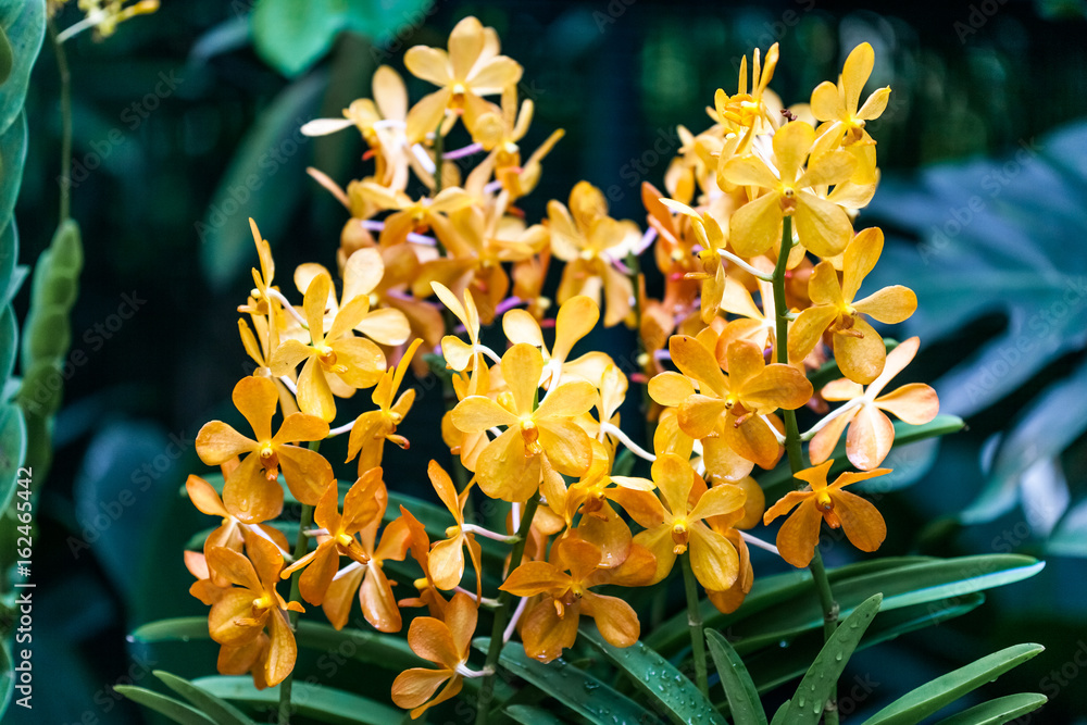 Obraz premium Yellow flower orchid isolated on green natural background