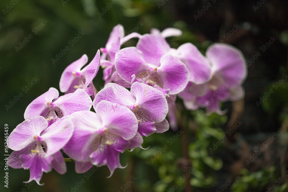 Pink flower orchid isolated on green natural background