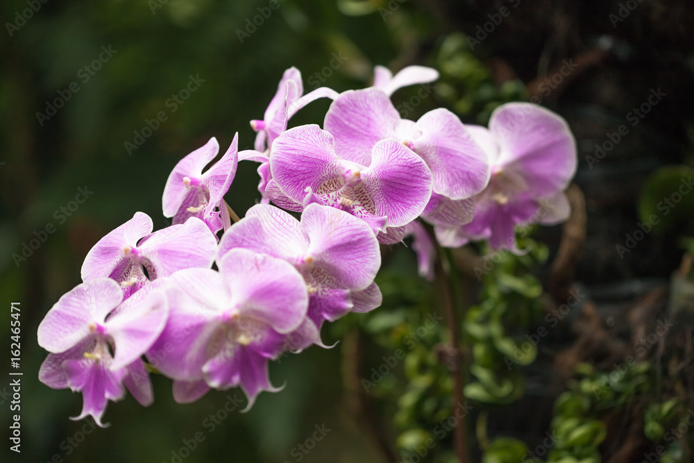 Pink flower orchid isolated on green natural background Pink flower orchid isolated on green natural background