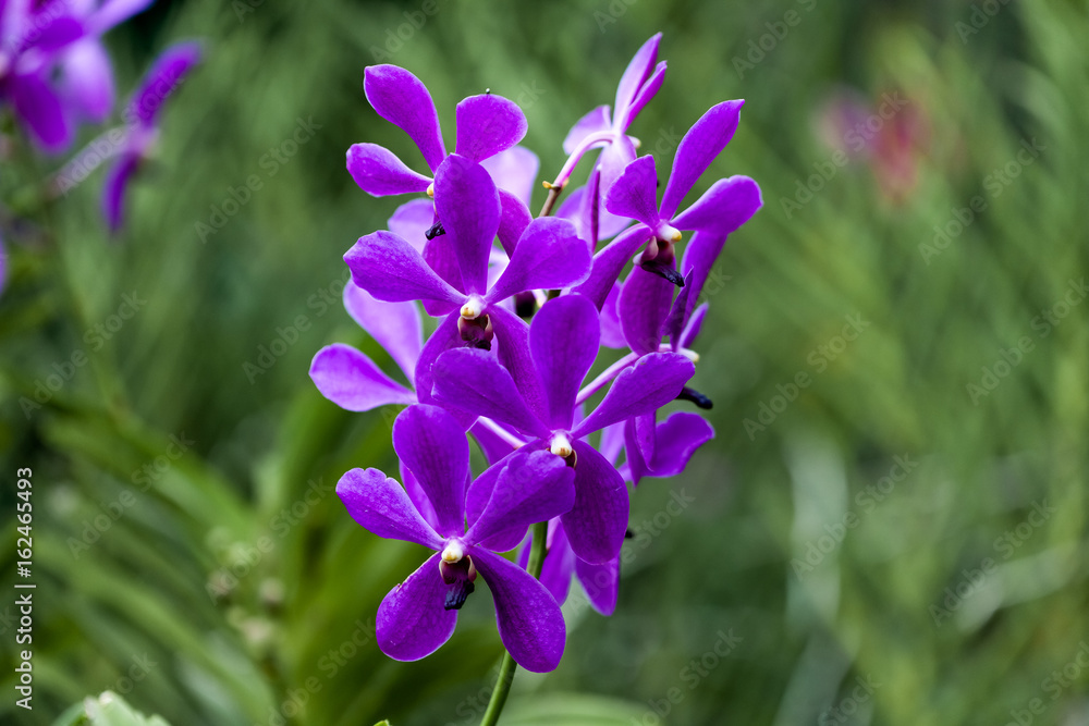 Purple flower orchid isolated on green natural background