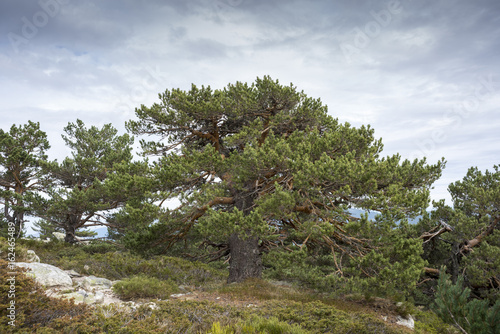 Scots pine forest and padded brushwood (Cytisus oromediterraneus and Juniperus communis) in Siete Picos (Seven Peaks) range, Guadarrama Mountains National Park, provinces of Madrid and Segovia, Spain