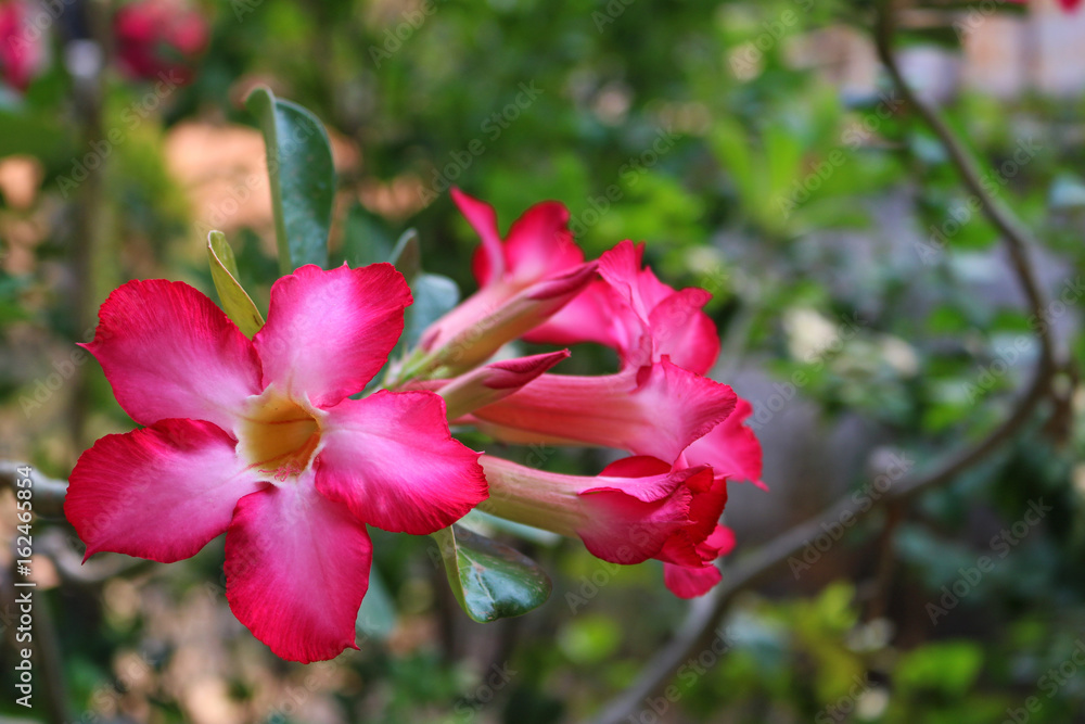 desert rose flower desert rose flower