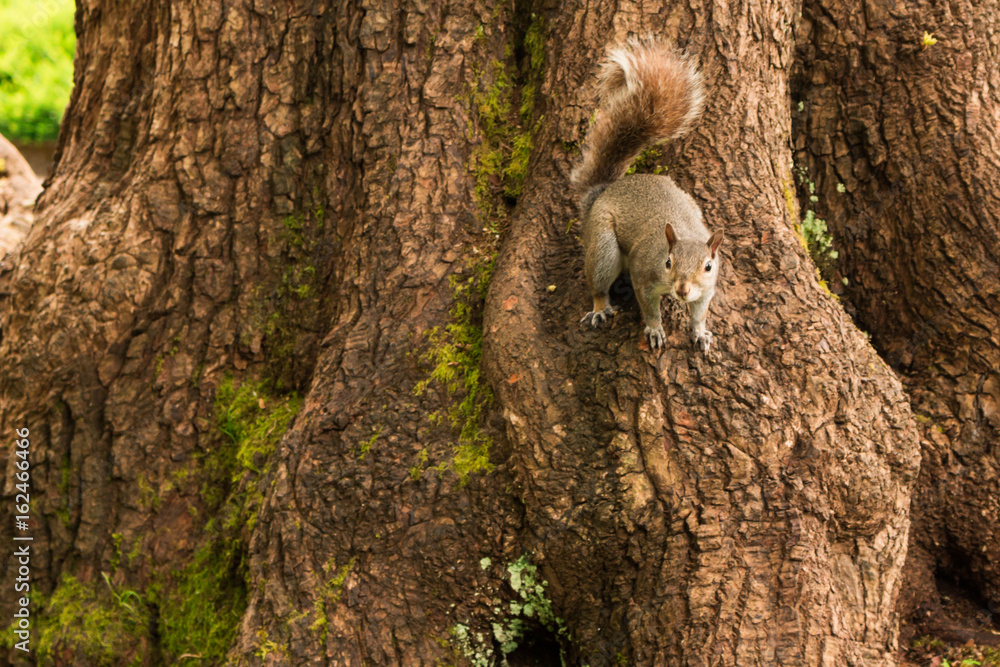 Obraz premium Photo of curious squirrel playing on tree