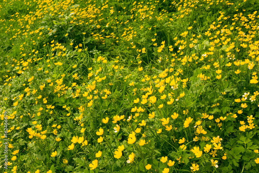 Obraz premium Photo of yellow flowers background