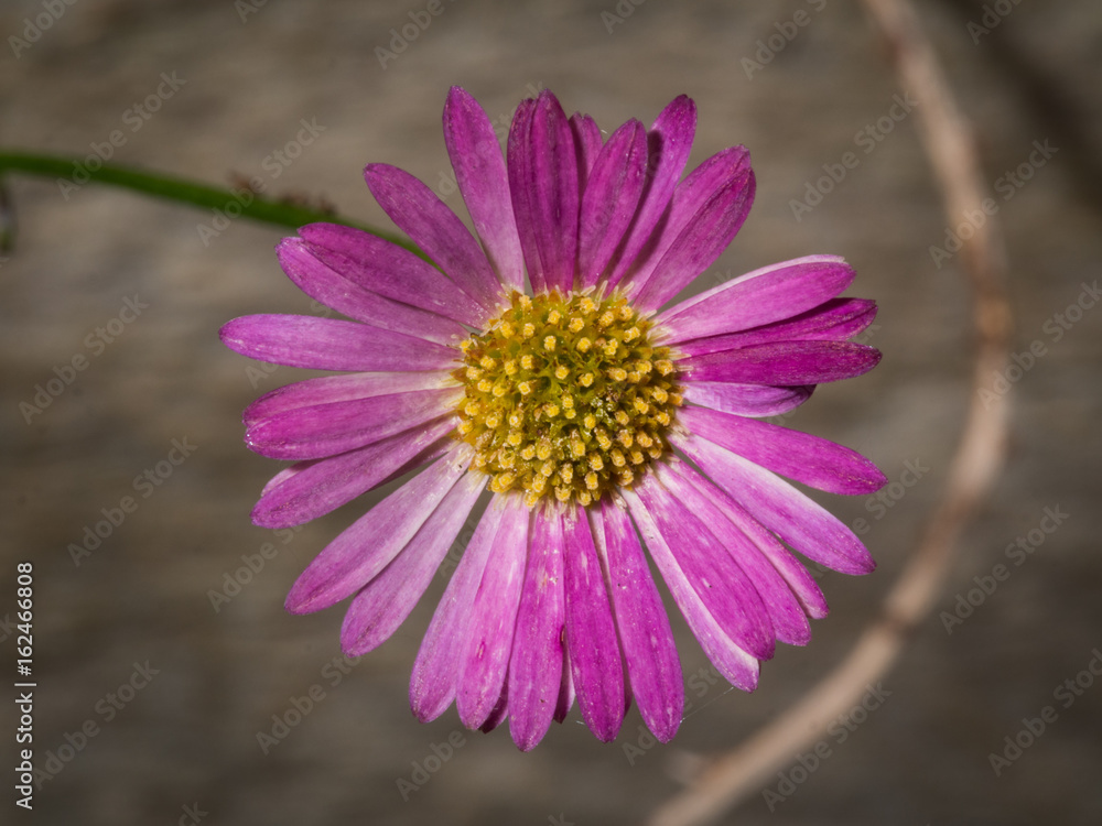 Fototapeta premium Purple Daisy