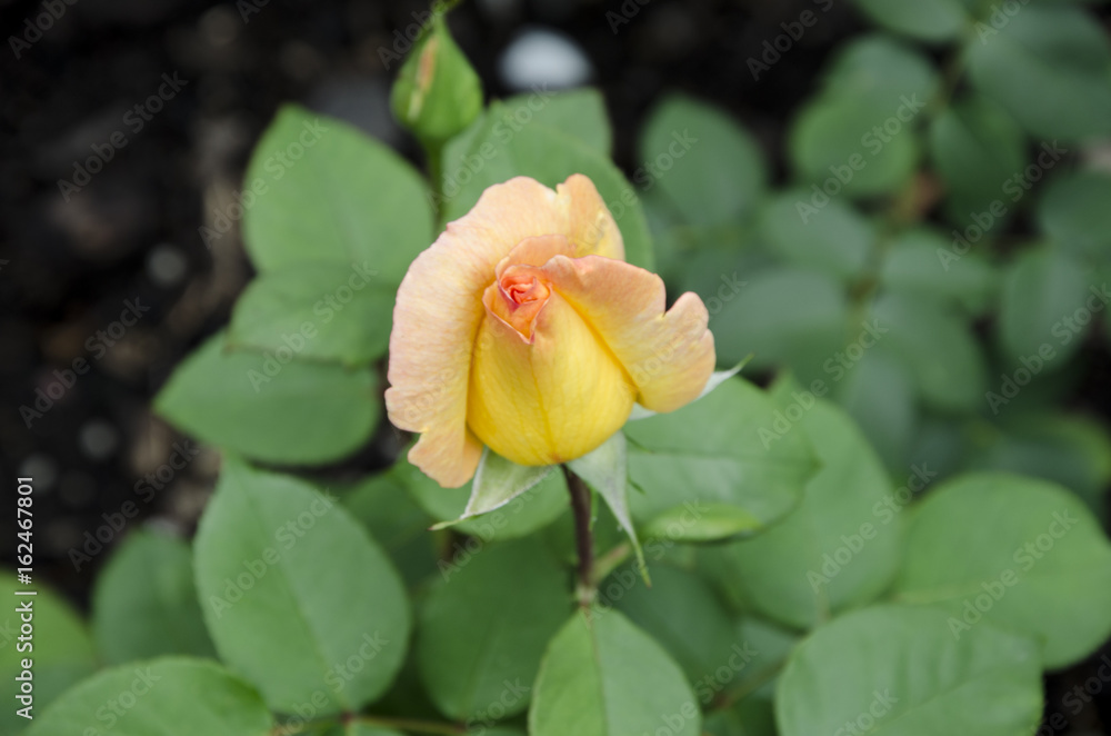 Beautiful rose on a bush in the garden Beautiful rose on a bush in the garden