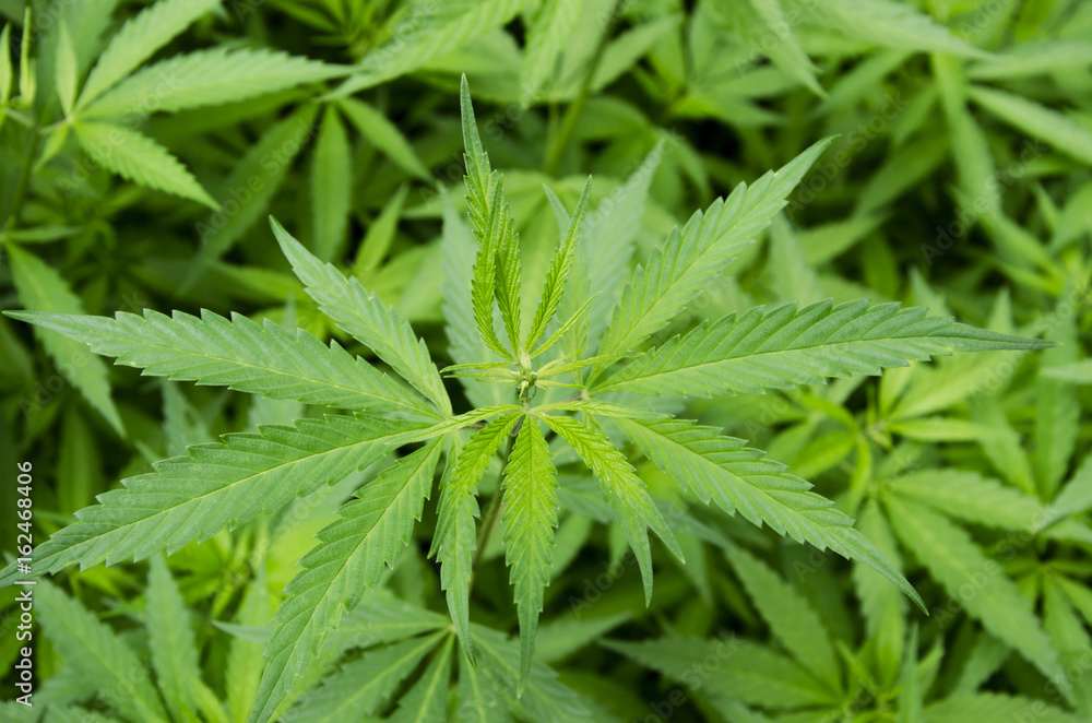 Cultivation of marijuana leaves Cultivation of marijuana leaves