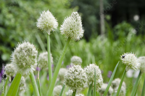 onion flower