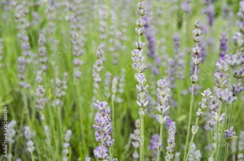 Lavender on the French field