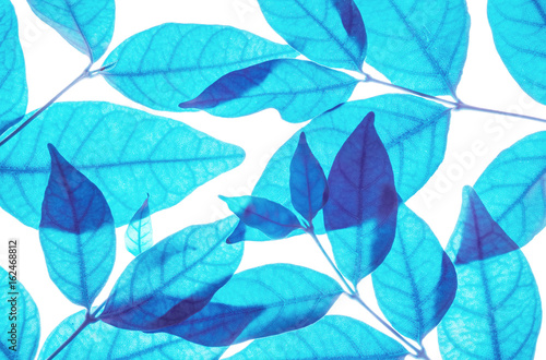 Closeup art tone of fresh blue leaves isolated on white background