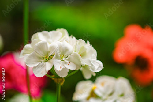 White Flower in nature. Macro
