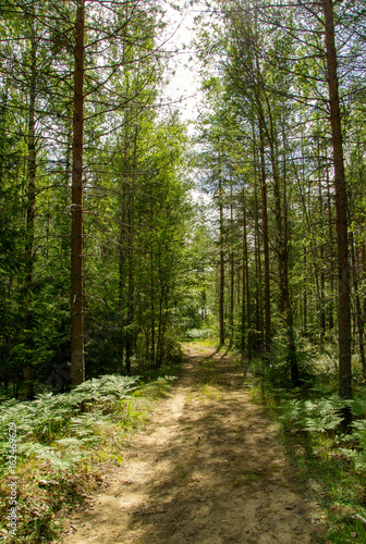 Summer landscape of Karelia