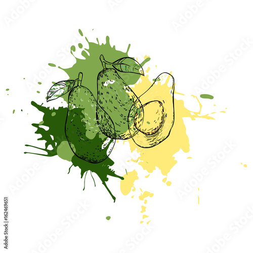 Three avocados hand drawn against the backdrop of color splash