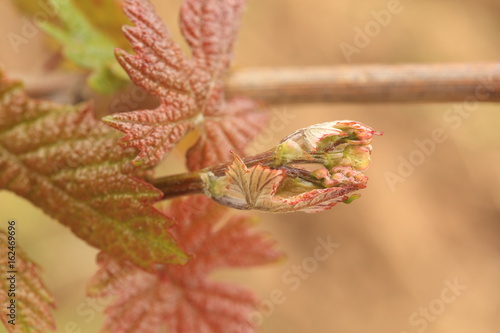 Young plant at vineyard
