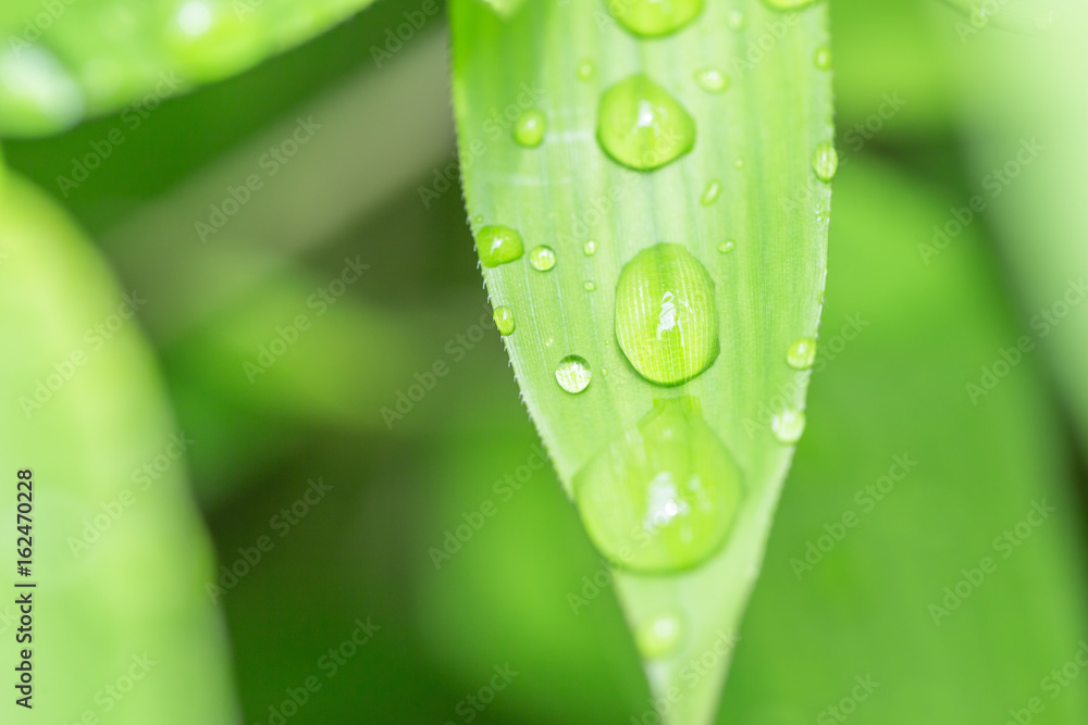 Fototapeta premium 新緑の笹