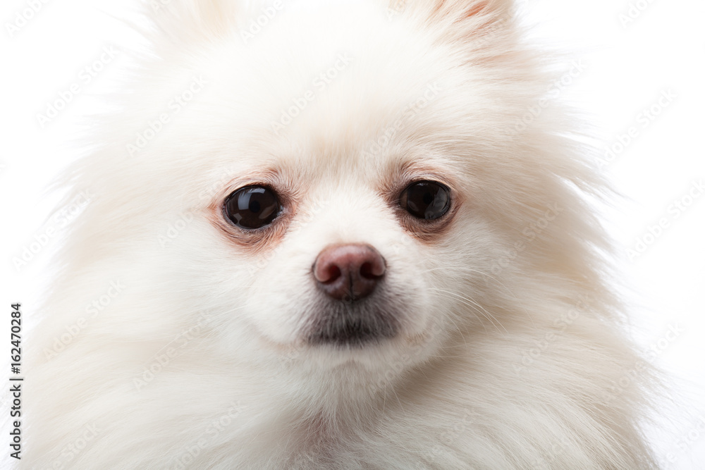 Cute White pomeranian dog Cute White pomeranian dog