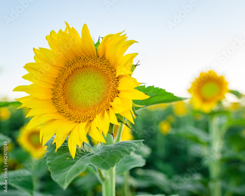 Sunflowers soaking up the sunshine in a field