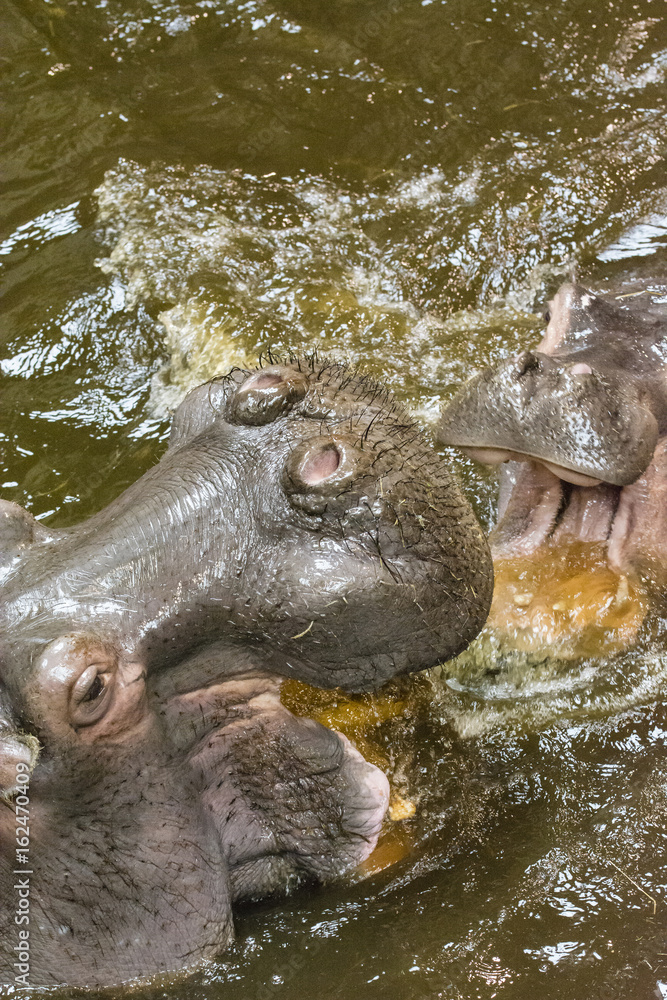Hitting the hippos in dirty water. Hitting the hippos in dirty water.