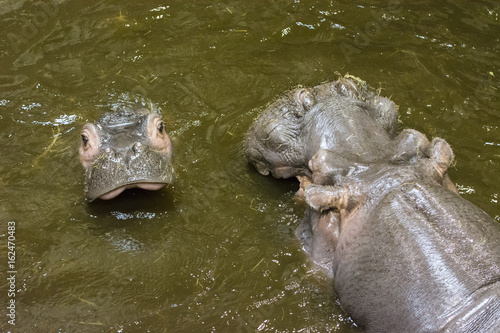 Hitting the hippos in dirty water.