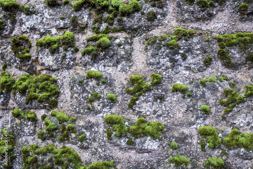 The moss on the wall