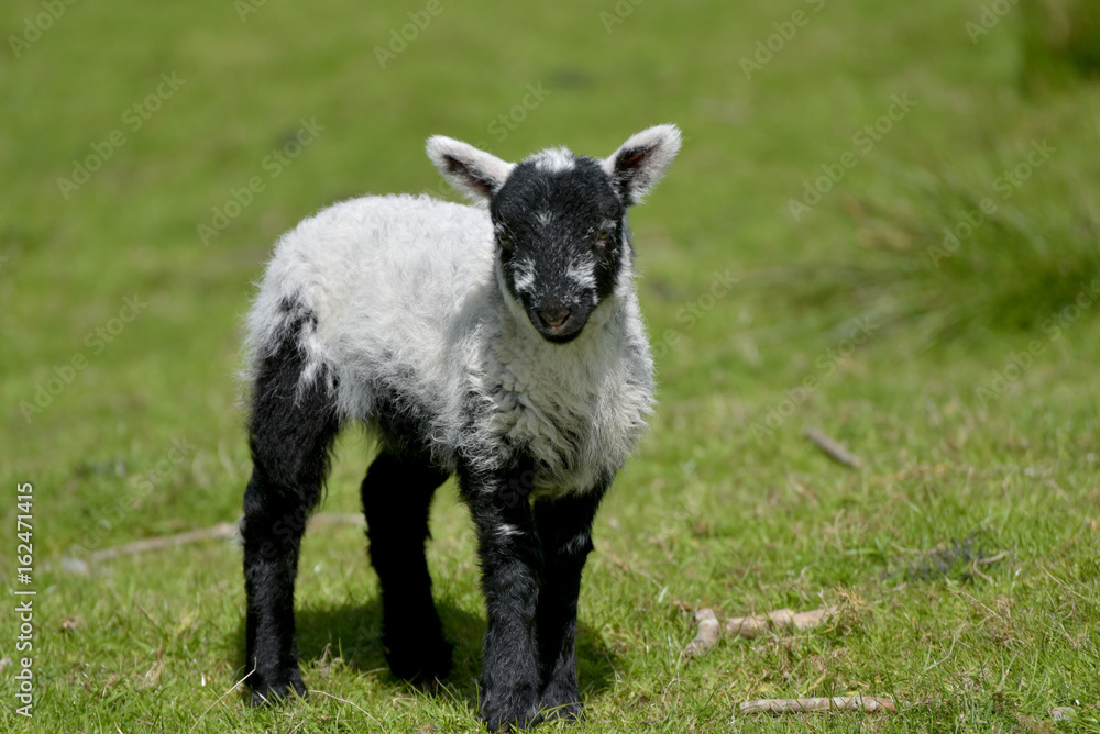White lamb by Loughrigg Tarn, English Lake District White lamb by Loughrigg Tarn, English Lake District