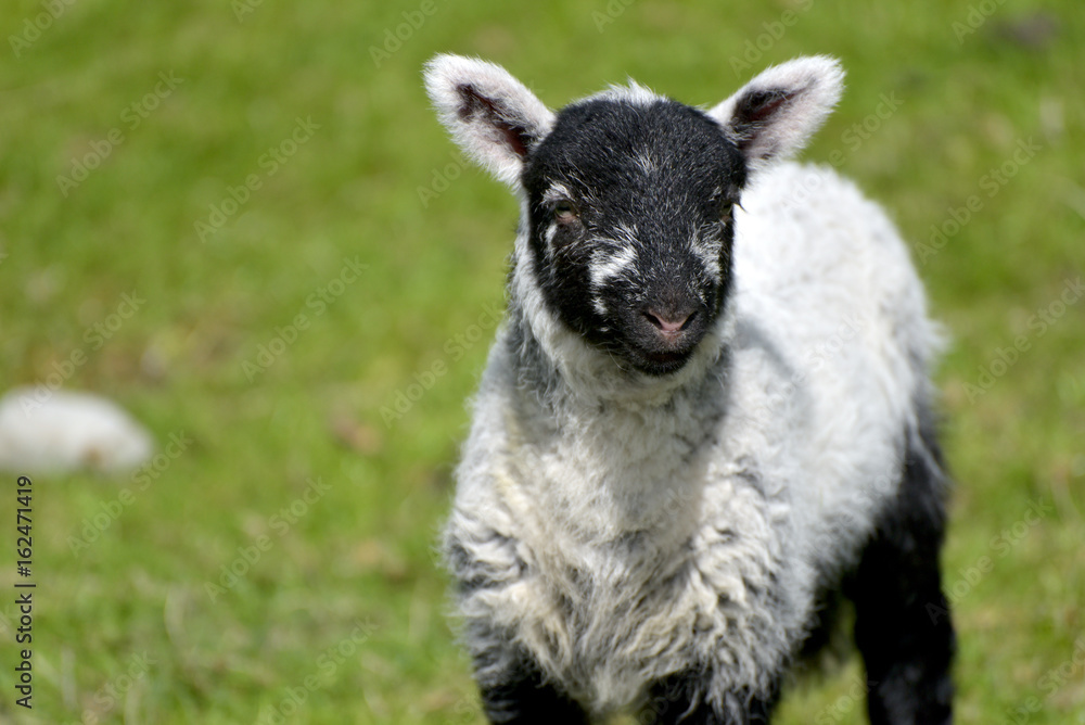White lamb by Loughrigg Tarn, English Lake District White lamb by Loughrigg Tarn, English Lake District