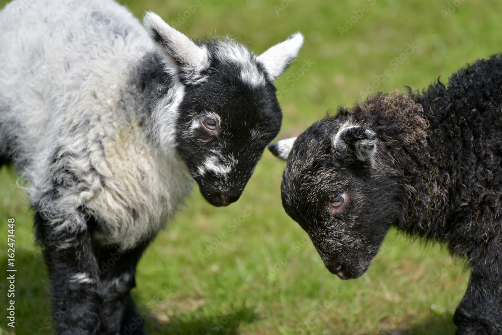 Naklejka premium Black and white lambs lamb by Loughrigg Tarn, English Lake District
