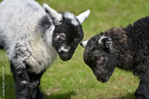 Black and white lambs lamb by Loughrigg Tarn, English Lake District