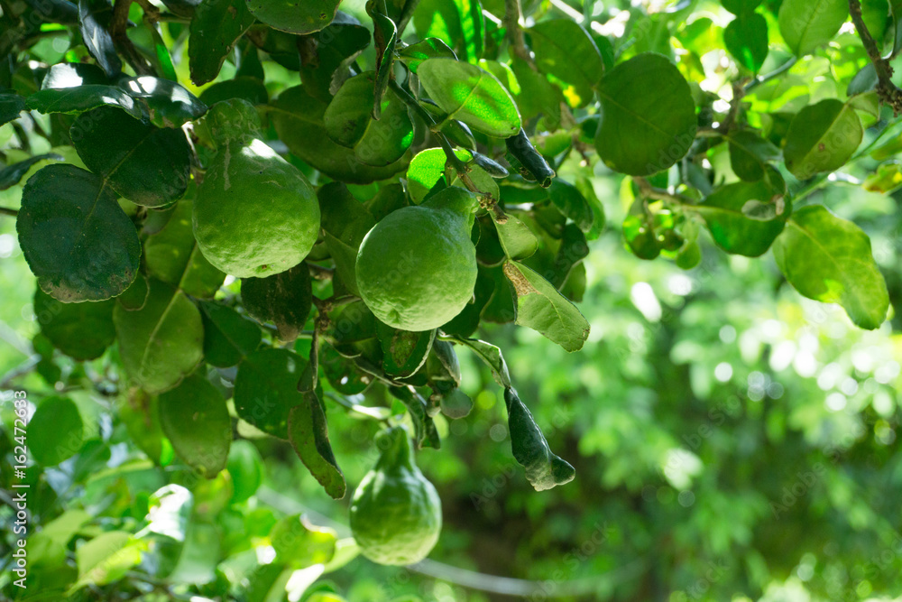 Fototapeta premium The bergamot on the tree