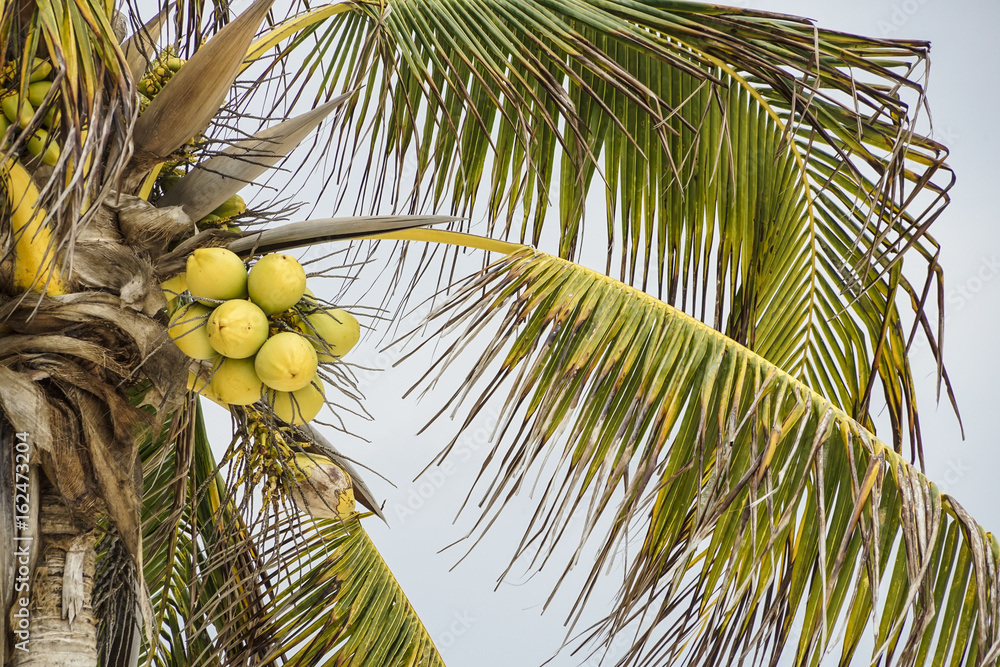 Fototapeta premium palm tree