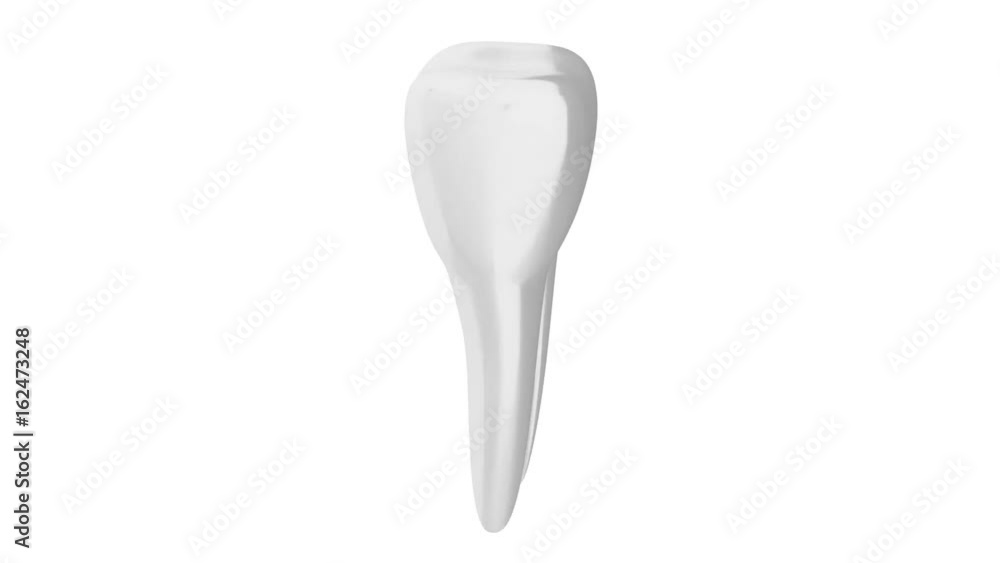 White tooth spins - motion graphics White tooth spins - motion graphics