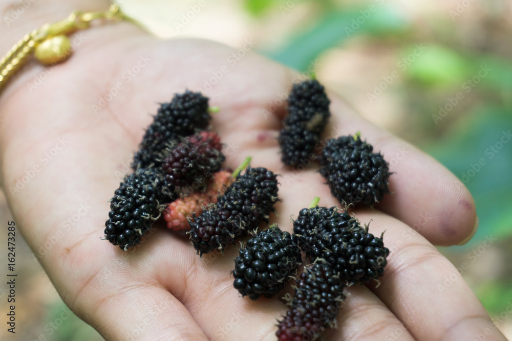 Fresh mulberry , black ripe and red unripe mulberries on the branch Fresh mulberry , black ripe and red unripe mulberries on the branch