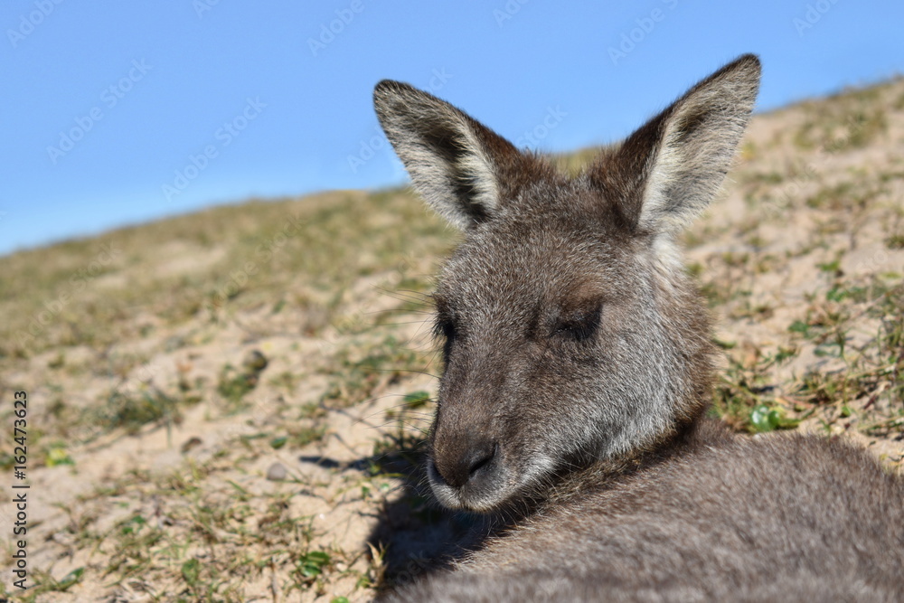 Kangaroos