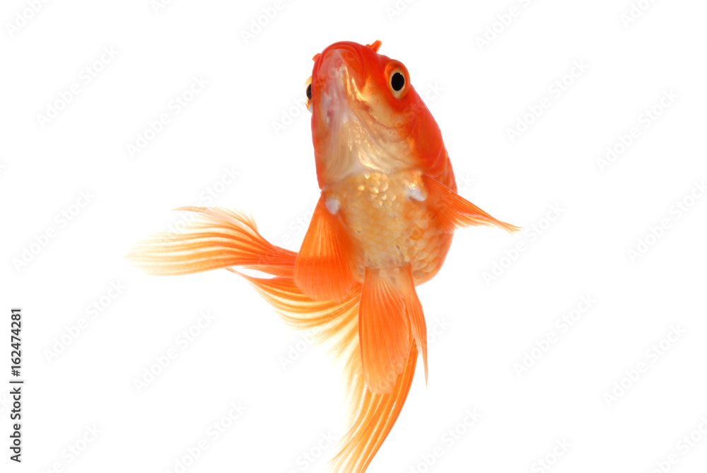 Fototapeta premium 金魚