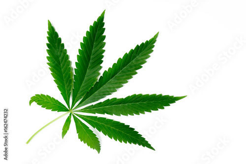 Cannabis Leaf