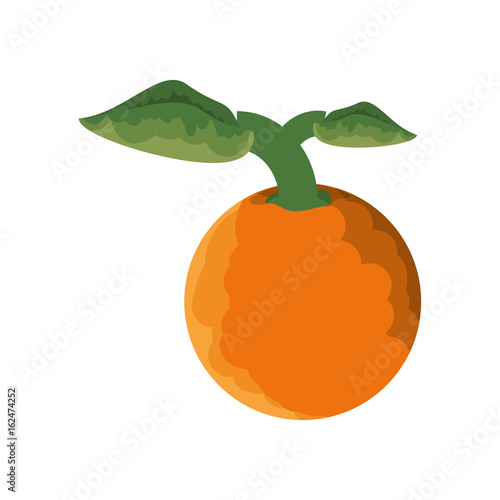 isolated orange fruit icon vector illustration graphic design