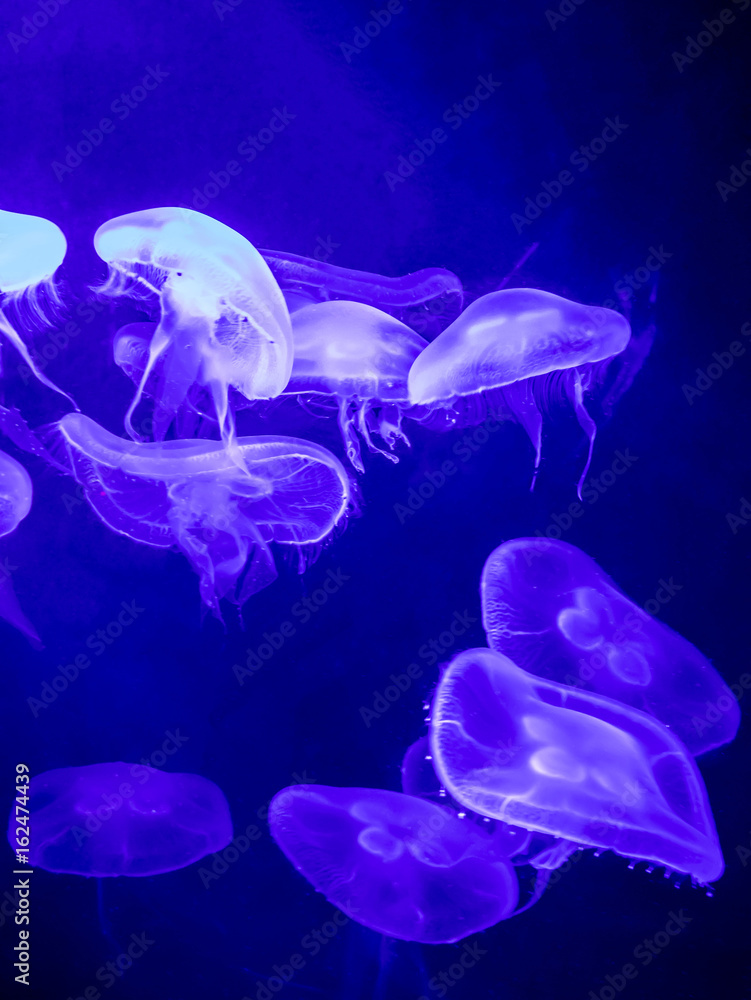 selective focus of jellyfishes with blue lighting