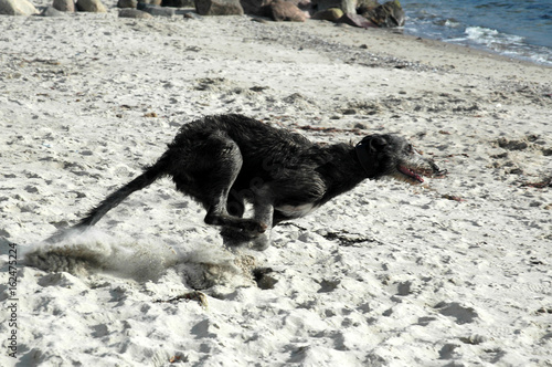 Scottish Deerhound runs on a beach. photo