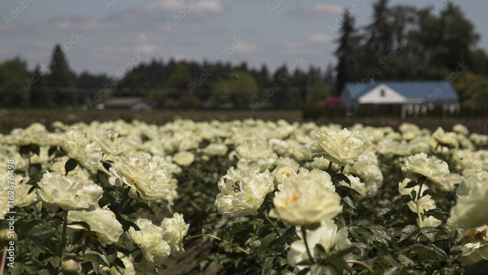 Obraz premium Peony Farm with Rows of Sunlit Flowers in Bloom, Pale Yellow Petals, Green Stems/Leaves, Background of Blue Sky, White Clouds, Trees, Farm House