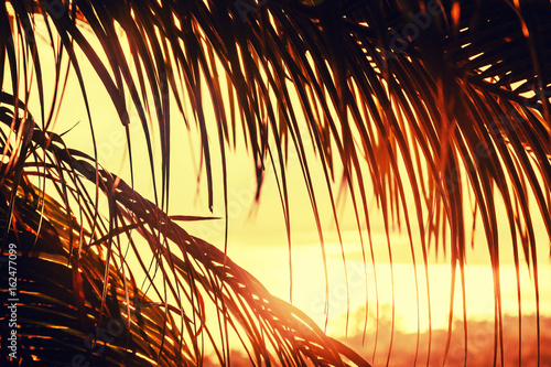 Wallpaper Mural palm tree leaves abstract sunset background Torontodigital.ca