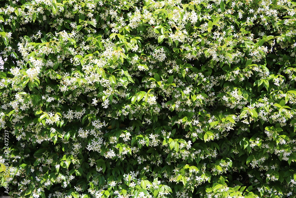 Many white scented jasmine blossoms in summer Many white scented jasmine blossoms in summer