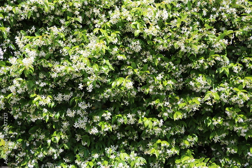 Foto Many white scented jasmine blossoms in summer