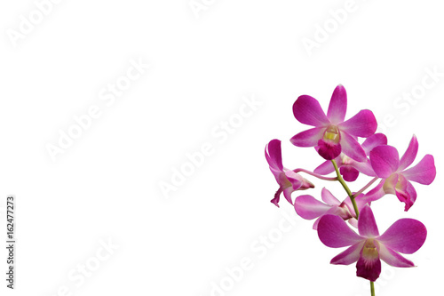 flower background with fresh orchid  copy space  orchid isolated white  Beautiful orchid on the white with copy space