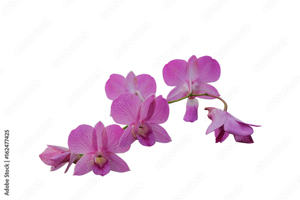 Obraz premium flower background with fresh orchid, copy space, orchid isolated white, Beautiful orchid on the white with copy space