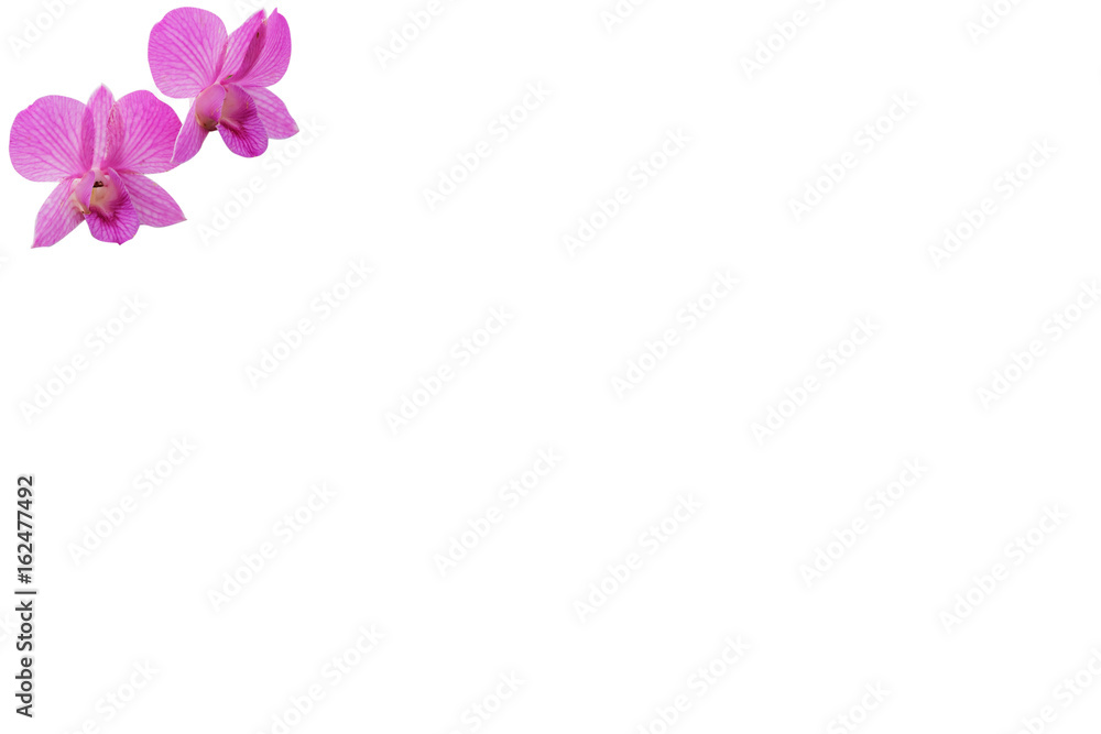 flower background with fresh orchid, copy space, orchid isolated white, Beautiful orchid on the white with copy space flower background with fresh orchid, copy space, orchid isolated white, Beautiful orchid on the white with copy space