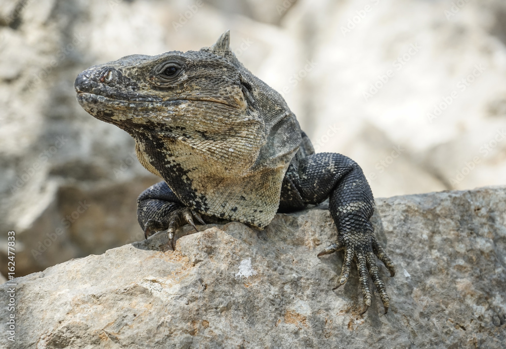 Obraz premium lizard