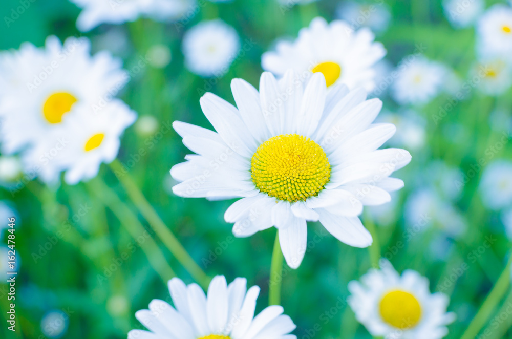 Fototapeta premium Chamomile flowers on green meadow