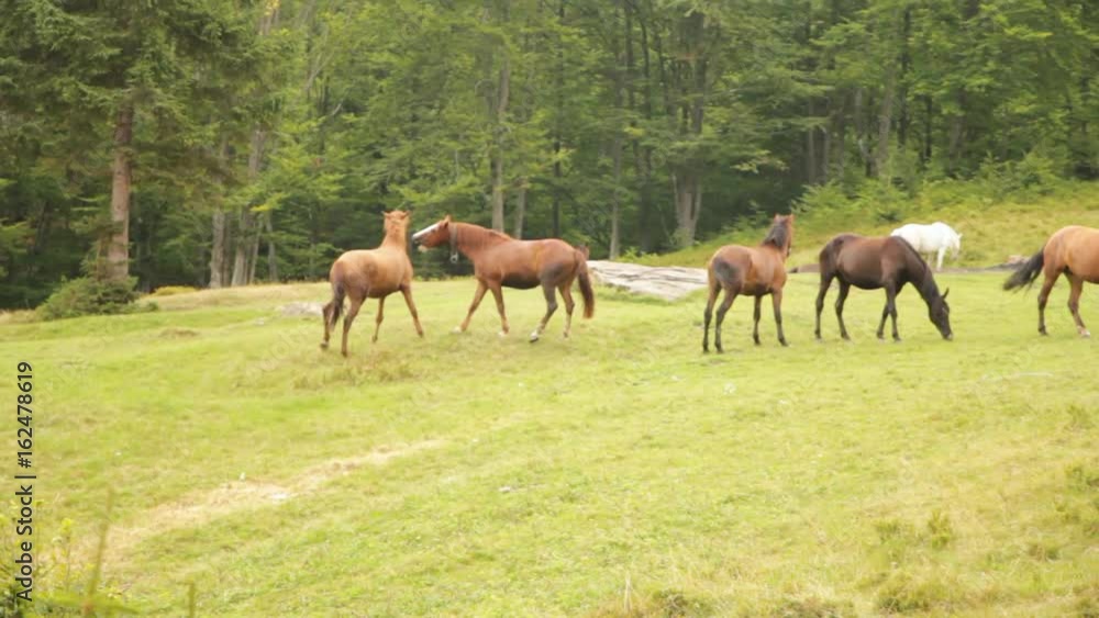 Horses in the wild Horses in the wild