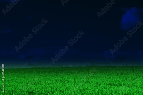 Green field of cereals against the background of a dark blue sky, nature, agriculture. Art photo processing